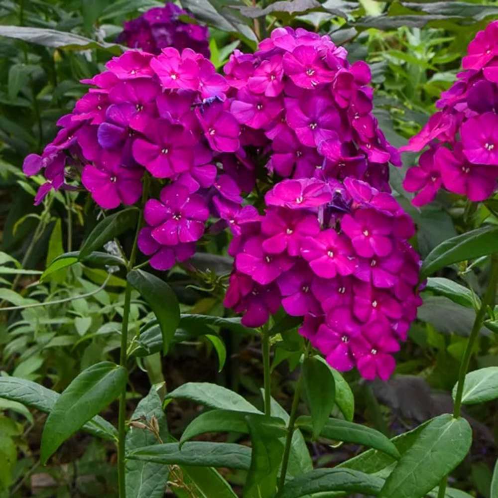 Brumarela Inalta Phlox paniculata Roberta – flox mov purpuriu parfumat, planta perena decorativa, crestere rapida