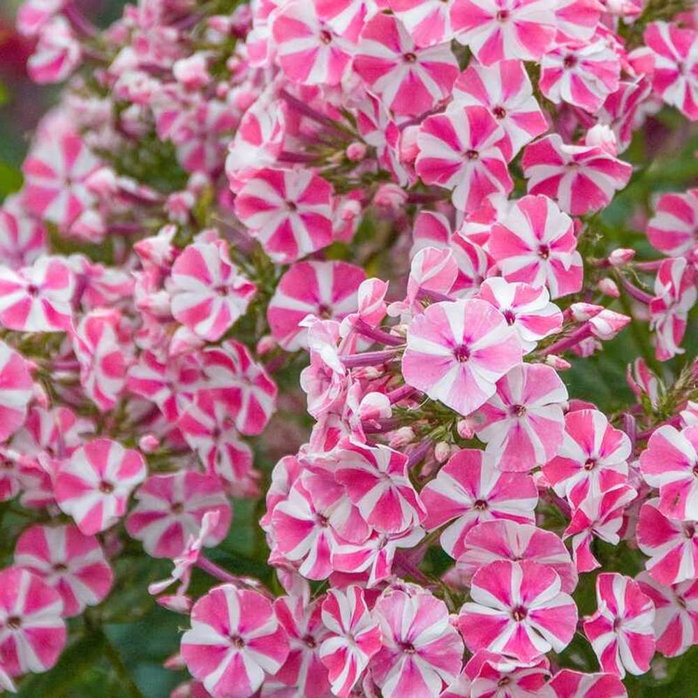 Brumarea Inalta Phlox paniculata Peppermint Twist, flori bicolor alb-roz parfumat, planta perena rezistenta la ger