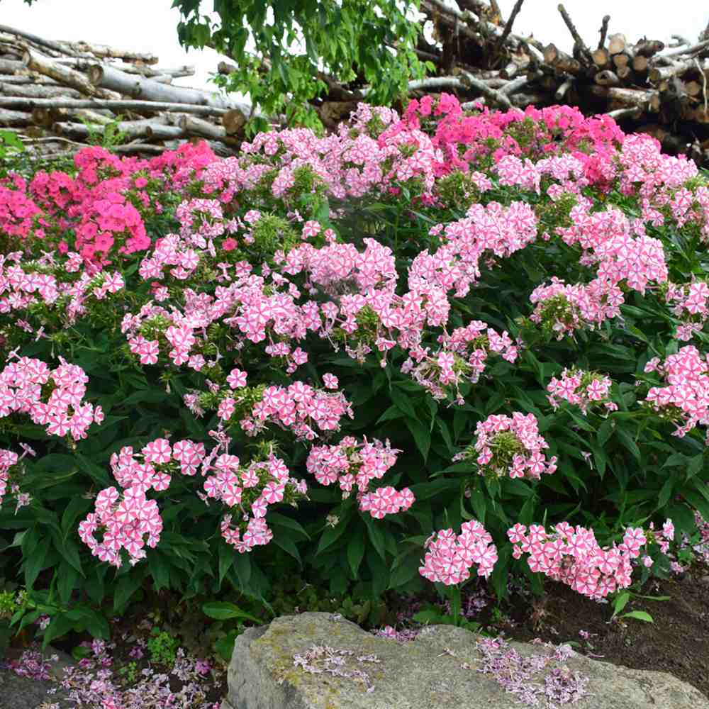 Brumarea Inalta Phlox paniculata Peppermint Twist, flori bicolor alb-roz parfumat, planta perena rezistenta la ger