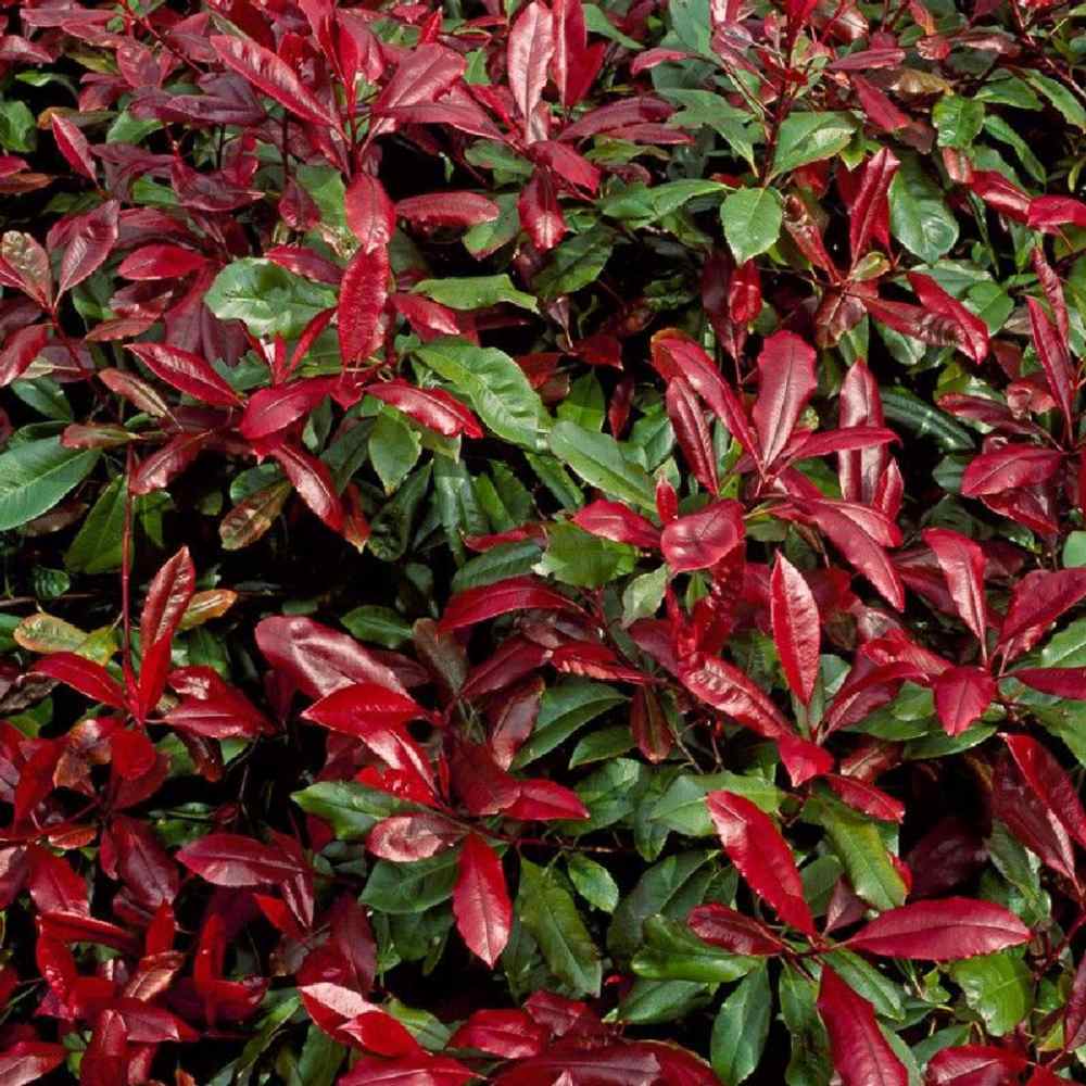Photinia fraseri Robusta Compacta, arbust vesnic verde cu frunzis rosu intens, ideal pentru gard viu, crestere compacta