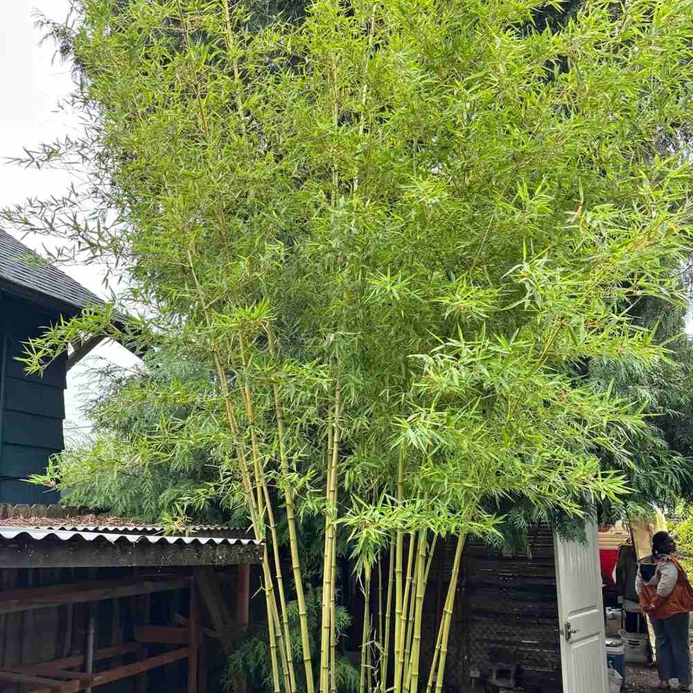 Bambus de Gradina Gigant (Phyllostachys) Atrovaginata, bambus parfumat de tamaie, vesnic verde, crestere rapida, ideal pentru gard viu
