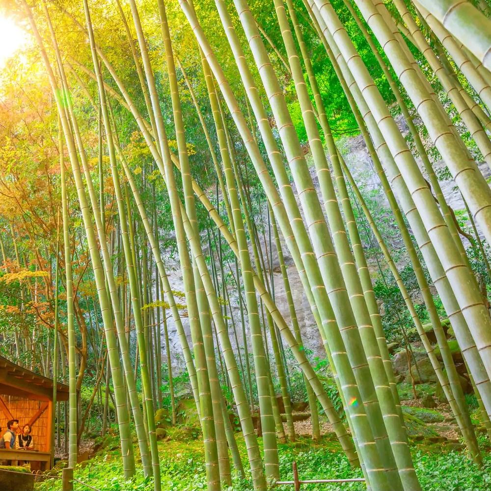 Bambus gigant (Phyllostachys parvifolia), planta de exterior, vesnic verde, pentru gard viu