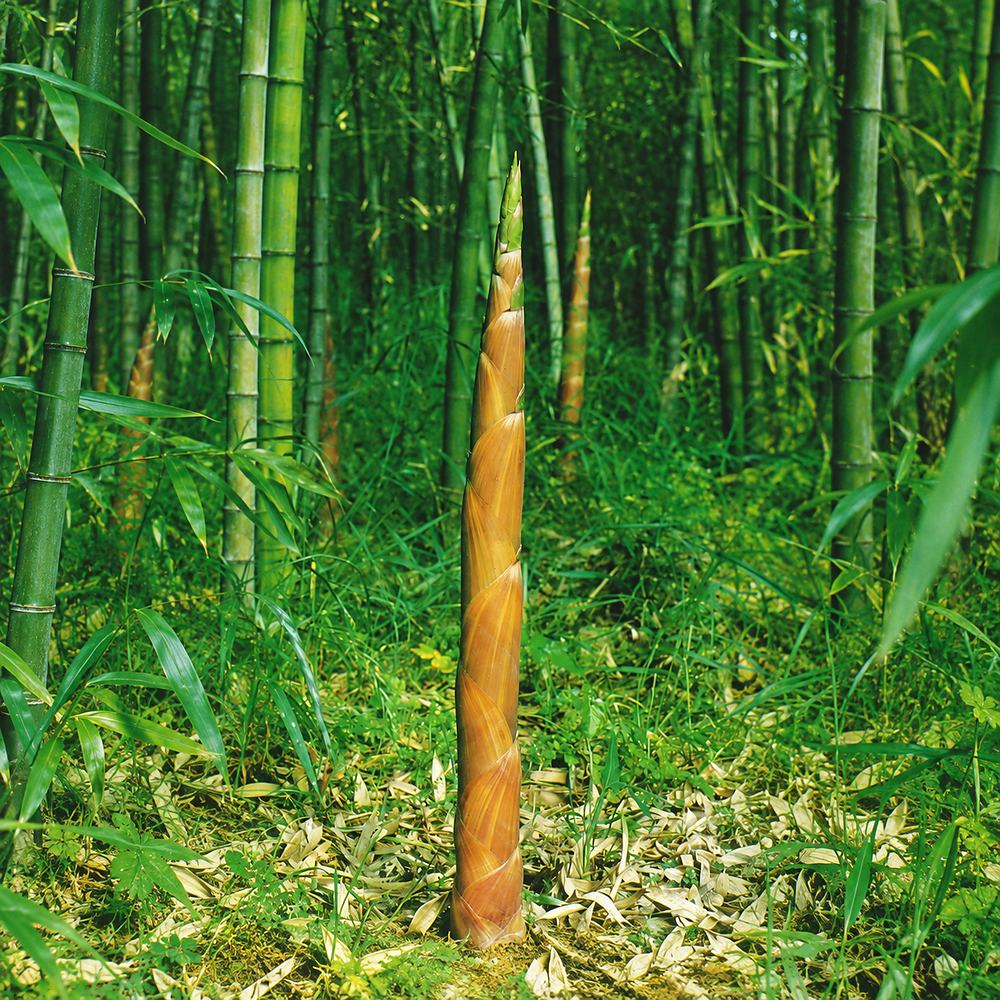 Bambus gigant (Phyllostachys parvifolia), planta de exterior, vesnic verde, pentru gard viu