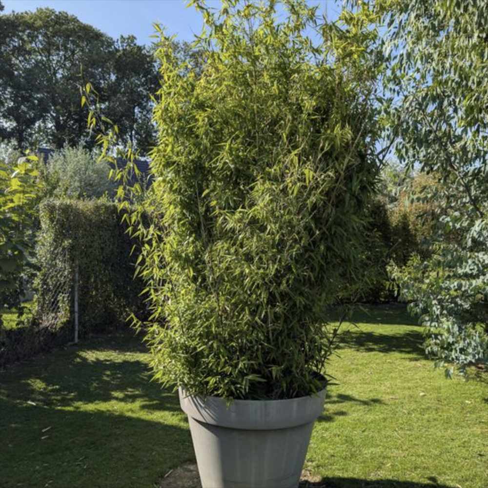 Bambus de Gradina Gigant (Phyllostachys) Atrovaginata, bambus parfumat de tamaie, vesnic verde, crestere rapida, ideal pentru gard viu