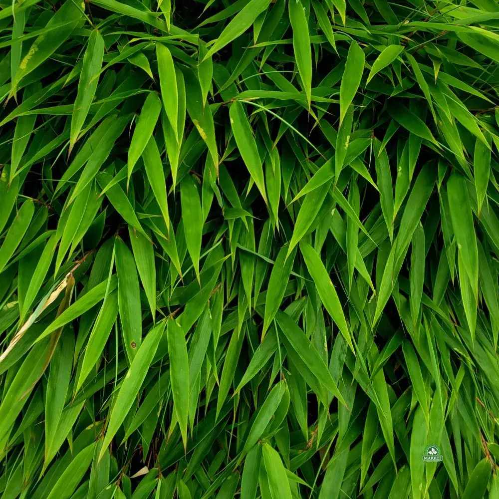 Bambus de Gradina Auriu (Phyllostachys Aureocaulis), tulpini galbene, rezistent la frig, gard viu dens