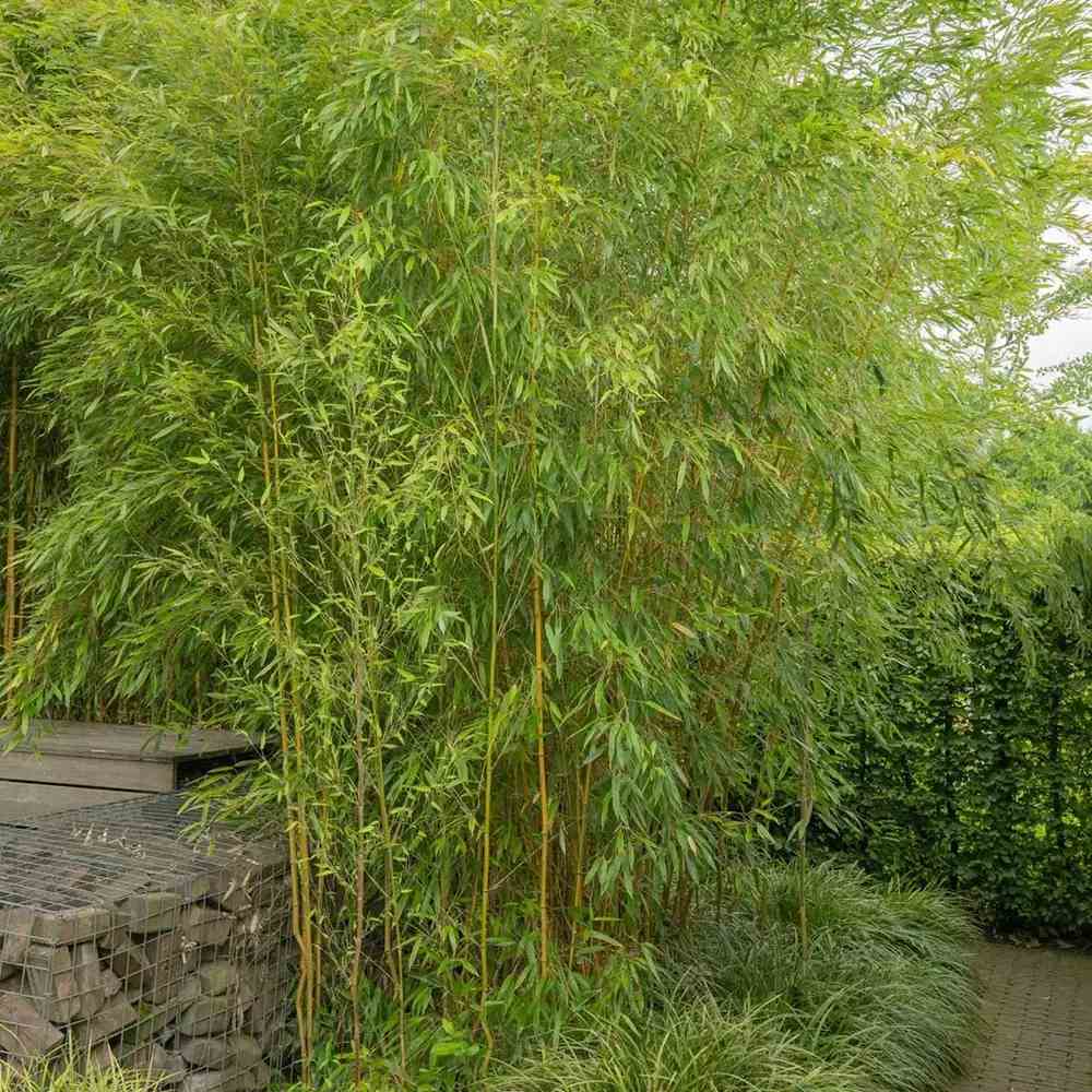 Bambus de Gradina Auriu (Phyllostachys Spectabilis), bambus decorativ galben cu tulpini verzi, rezistent la frig, ideal pentru gard viu si terase