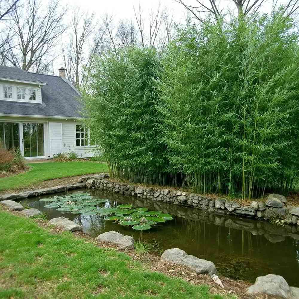 Bambus de Gradina Bissetii (Phyllostachys), tulpini verzi, crestere rapida, ideal pentru gard viu si terase