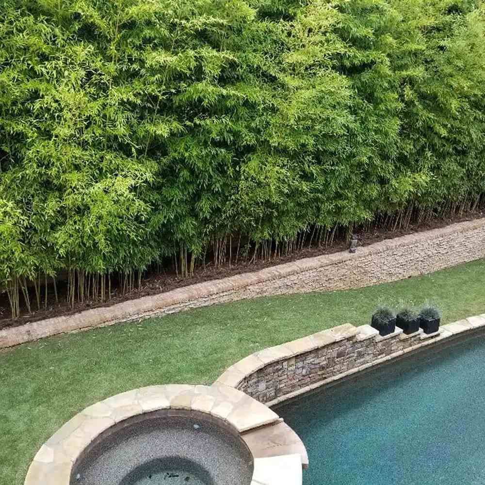 Bambus de Gradina Gri Gigant (Phyllostachys) Henon, bambus decorativ rezistent la ger, crestere rapida, ideal pentru gard viu