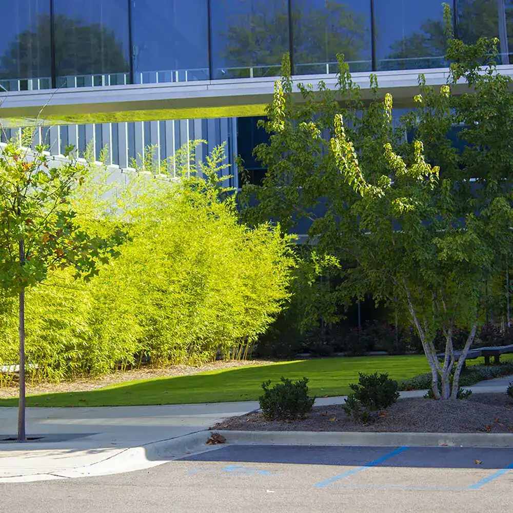 Bambus de Gradina Gri Gigant (Phyllostachys) Henon, bambus decorativ rezistent la ger, crestere rapida, ideal pentru gard viu