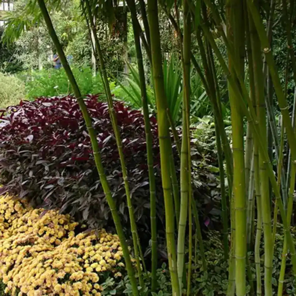 Bambus de Gradina Gri Gigant (Phyllostachys) Henon, bambus decorativ rezistent la ger, crestere rapida, ideal pentru gard viu