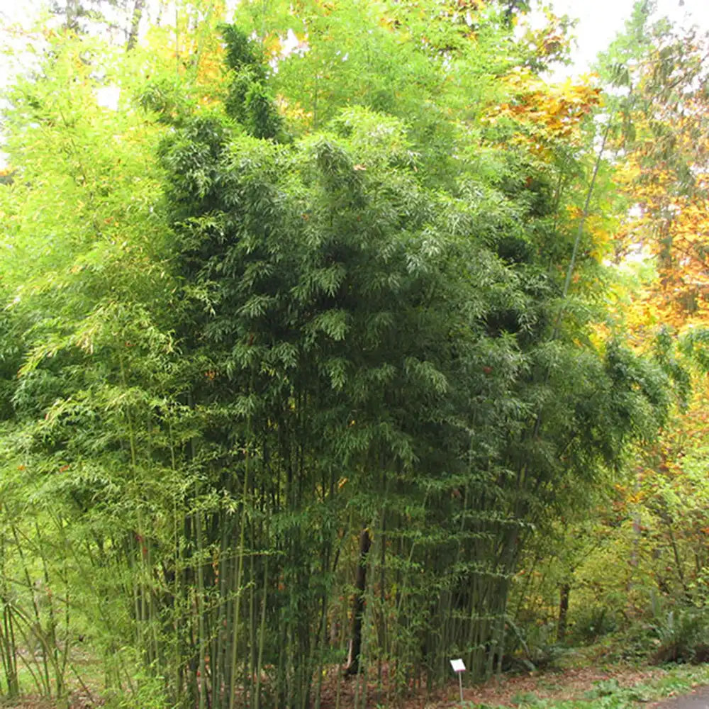 Bambus de Gradina Gri Gigant (Phyllostachys) Henon, bambus decorativ rezistent la ger, crestere rapida, ideal pentru gard viu