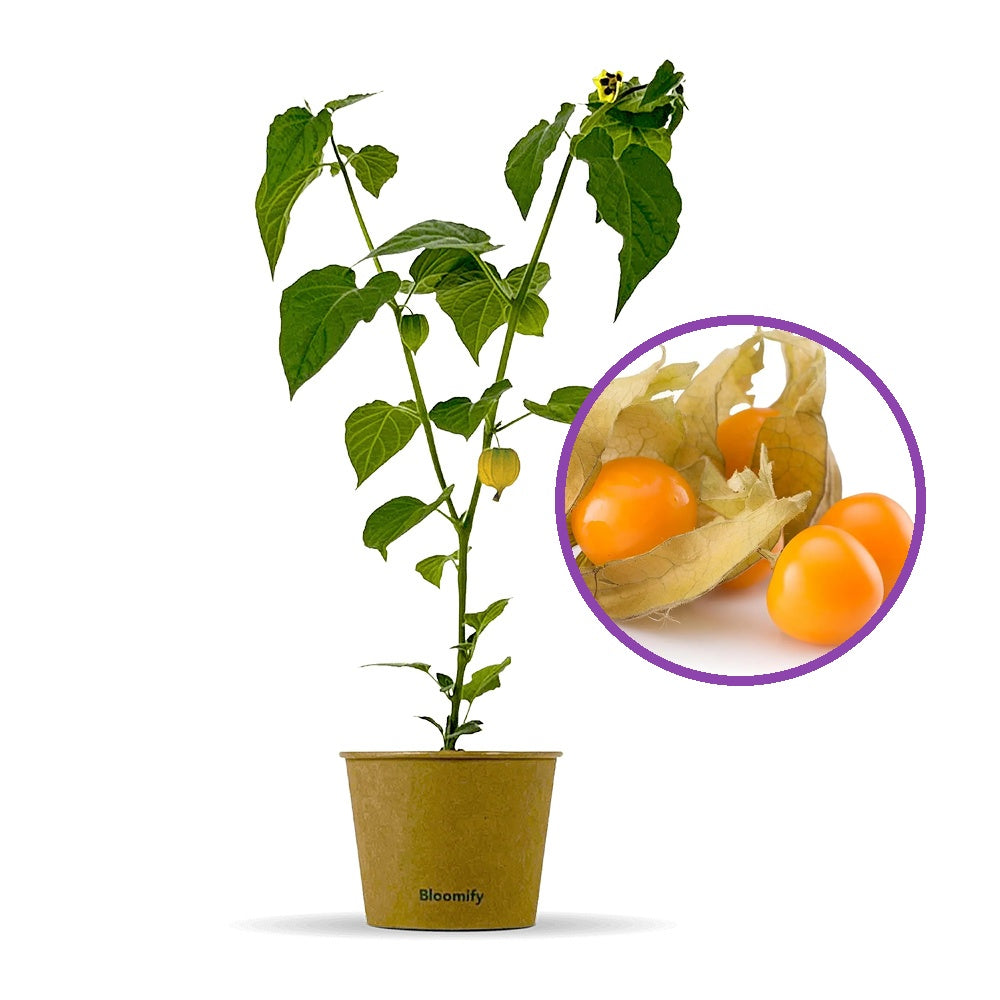 Physalis peruviana (Alquejenje), planta fructifera exotica cu fructe portocalii dulci acrisoare, pentru gradina si ghiveci