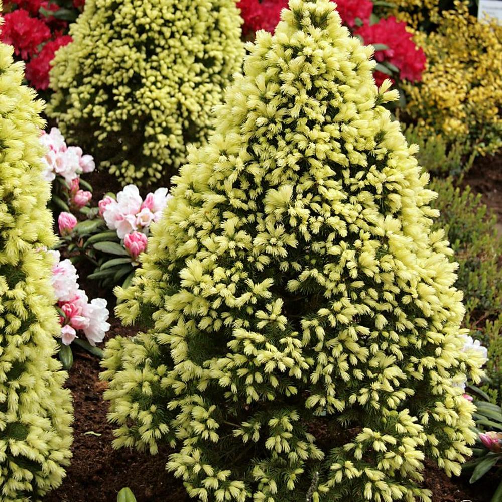 Molid Pitic (Picea Glauca) Daisy's White, conifer conic compact crem-alb, vesnic verde