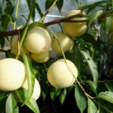Piersic Ice Peach (Prunus Persica), cu fructe dulci albe - VERDENA-90 cm inaltime, livrat in ghiveci de 3.5 l