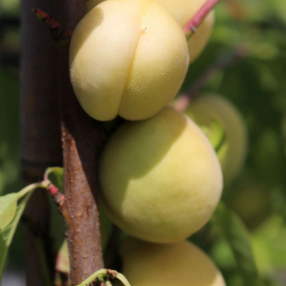 Piersic Ice Peach (Prunus Persica), cu fructe dulci albe - VERDENA-90 cm inaltime, livrat in ghiveci de 3.5 l