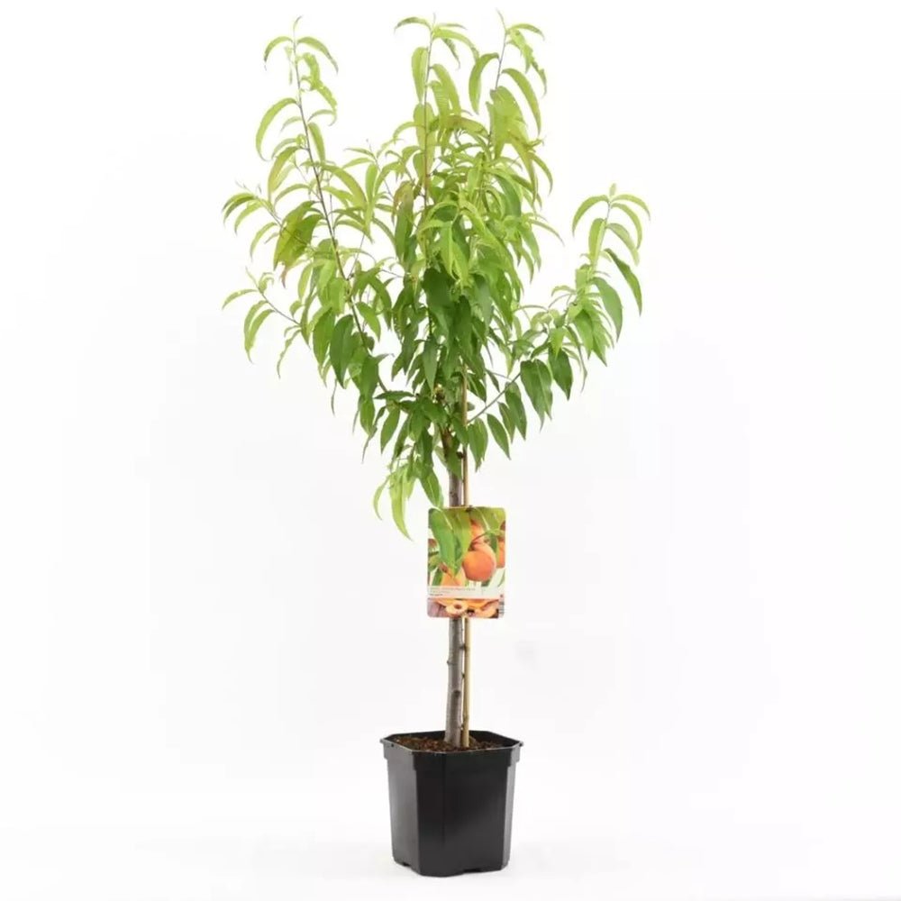 Piersic (Prunus persica), cu fructe dulci galbene