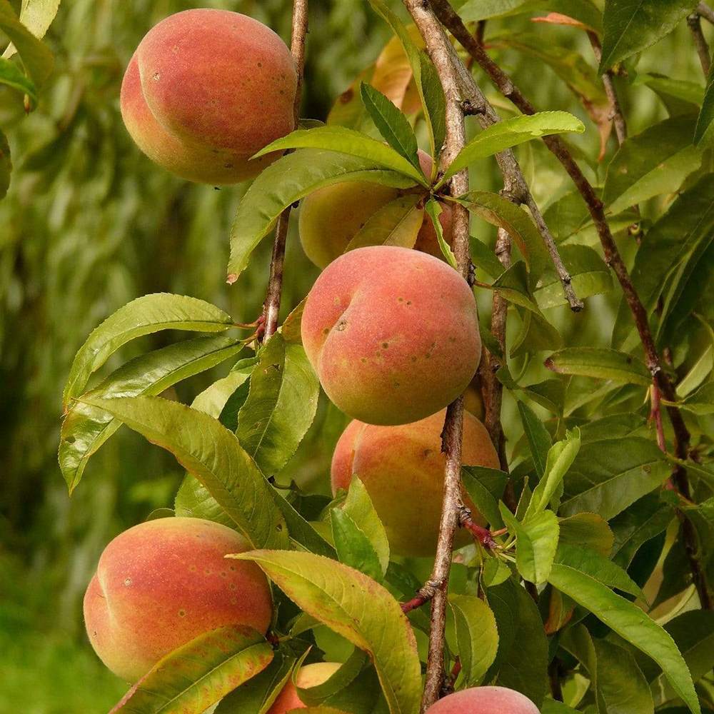 Piersic (Prunus persica), cu fructe dulci galbene