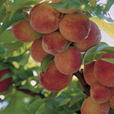 Piersic Peregrine (Prunus persica), cu fructe dulci galbene - VERDENA-170 cm inaltime, livrat in ghiveci de 5 l