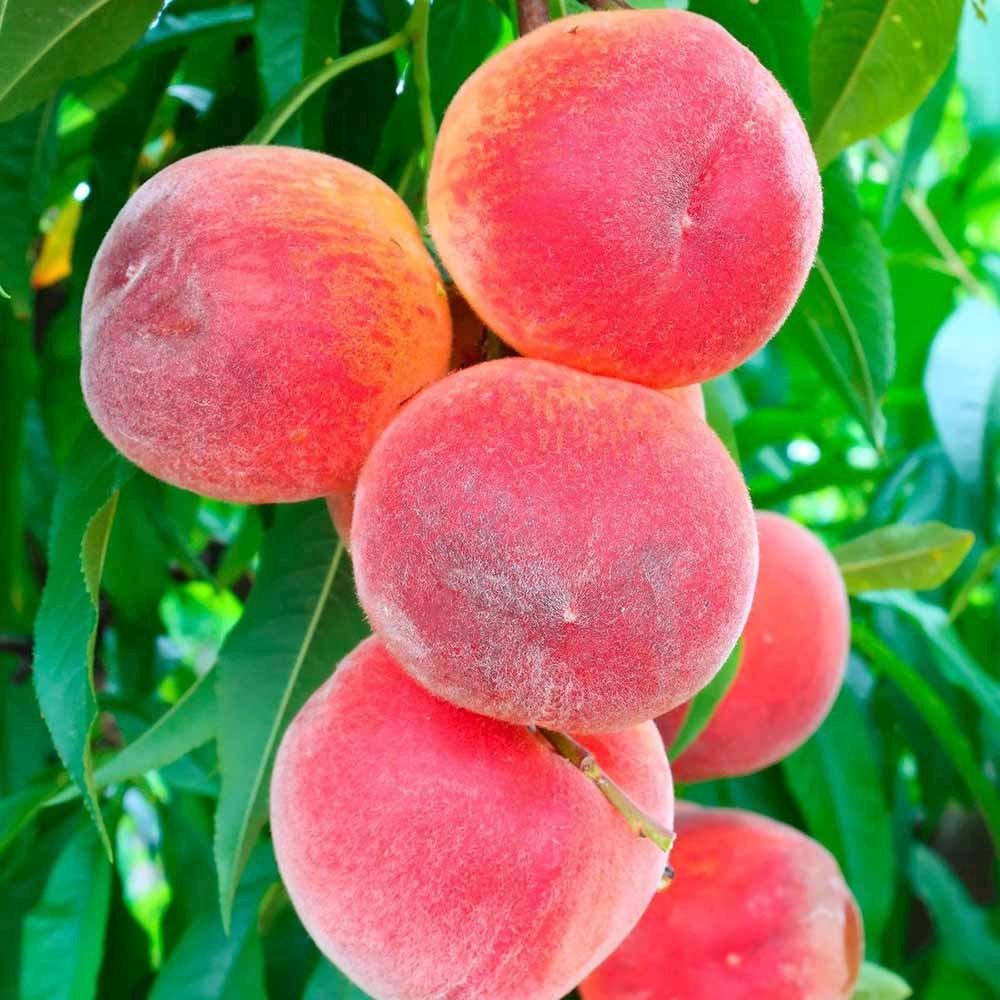 Piersic Pitic Amsden Mini perzik, cu fructe dulci suculent