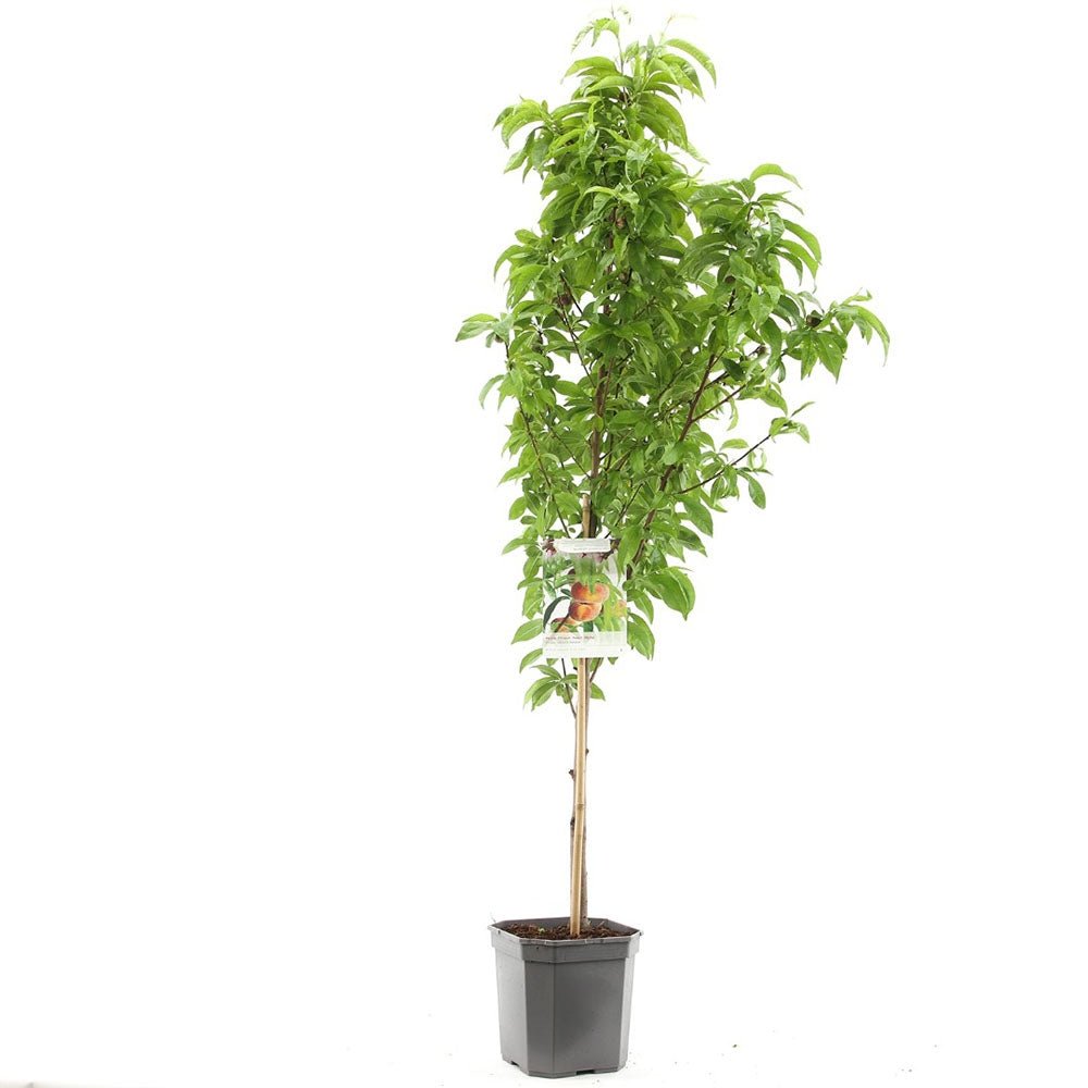 Piersic Saturne (Prunus Persica), cu fructe dulci galbene-verzi