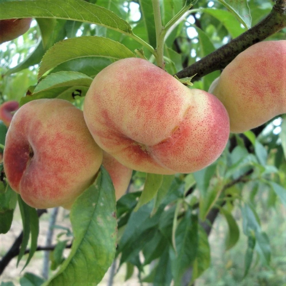 Piersic Saturne (Prunus Persica), cu fructe dulci galbene-verzi