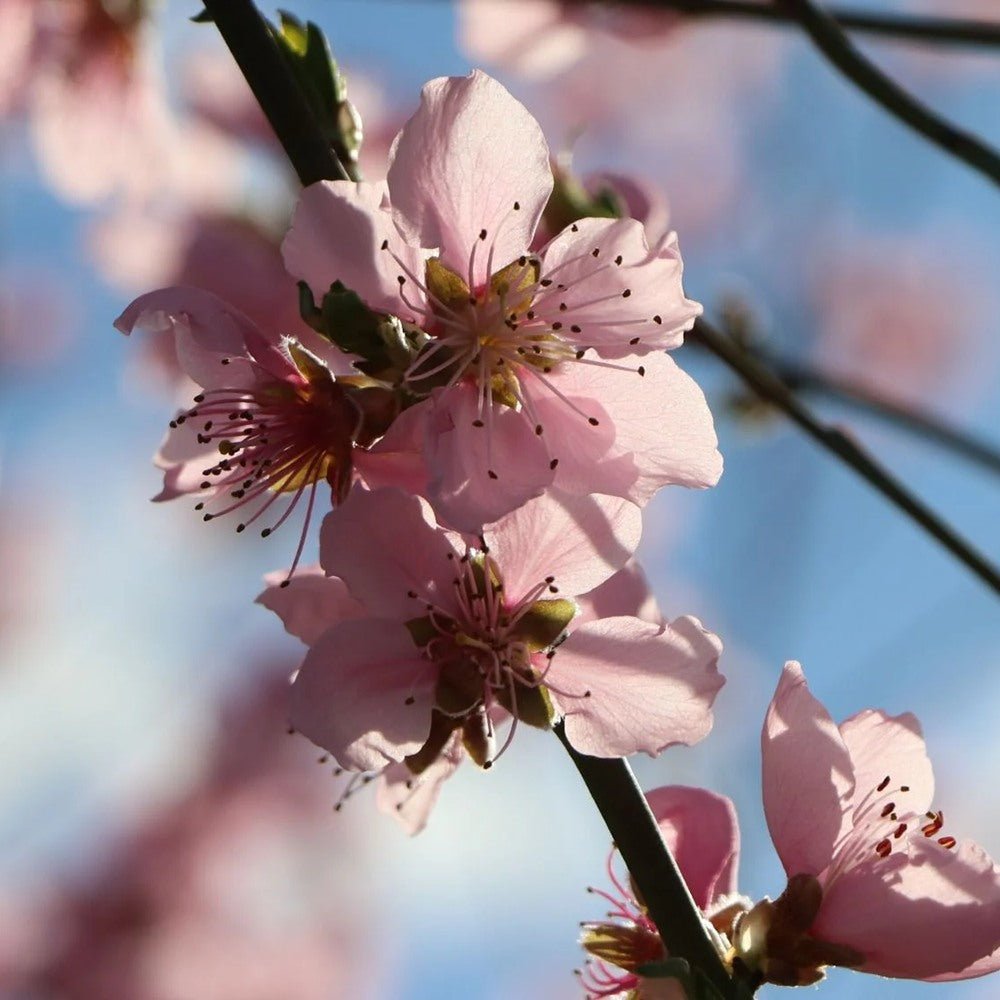 Piersic Saturne (Prunus Persica), cu fructe dulci galbene-verzi