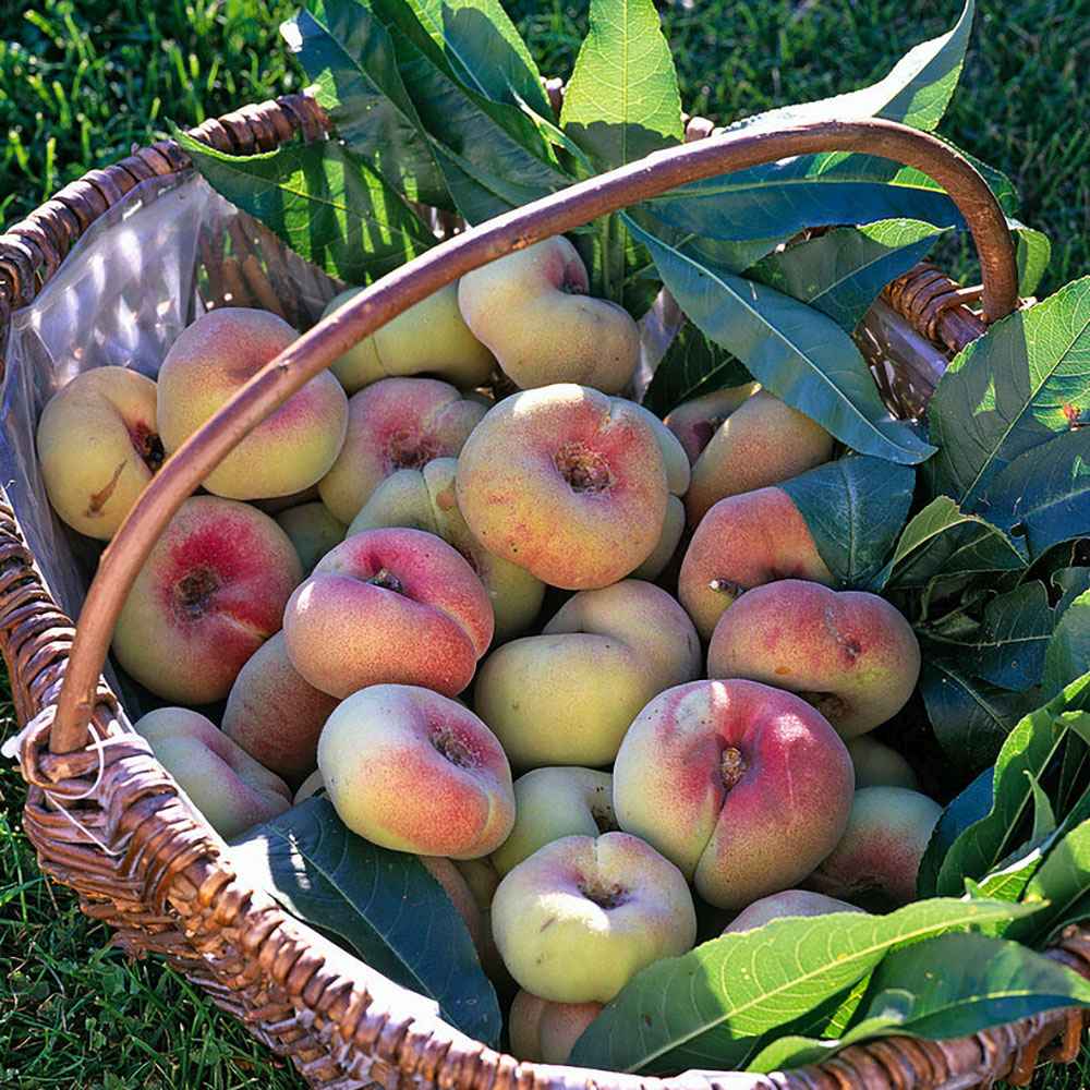 Piersic Saturne (Prunus Persica), cu fructe dulci galbene-verzi