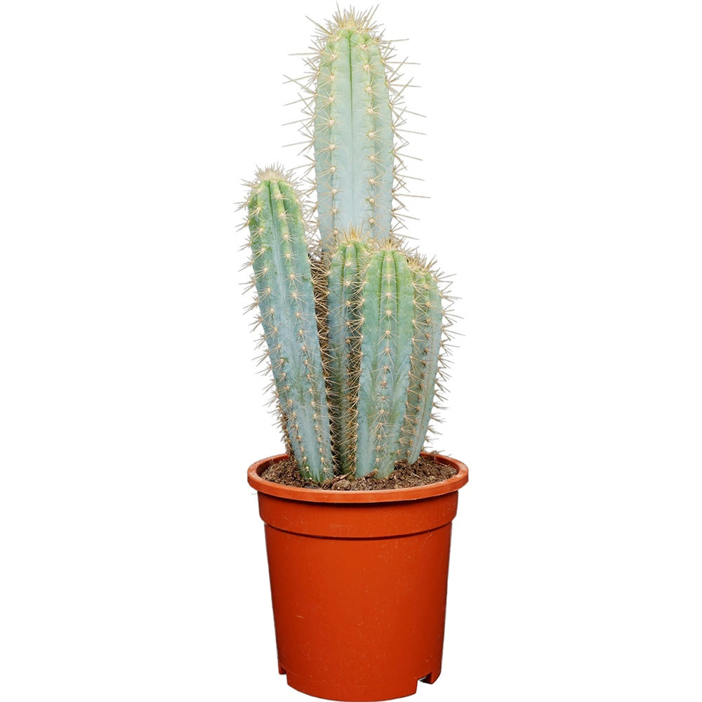 Cactus Pilosocereus Azureus Blue Torch, cactus albastru columnar, flori albe-galbenui, planta decorativa rara - 30 cm