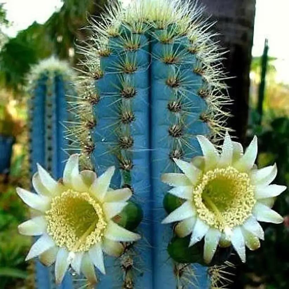 Cactus Pilosocereus Azureus Blue Torch, cactus albastru columnar, flori albe-galbenui, planta decorativa rara - 30 cm