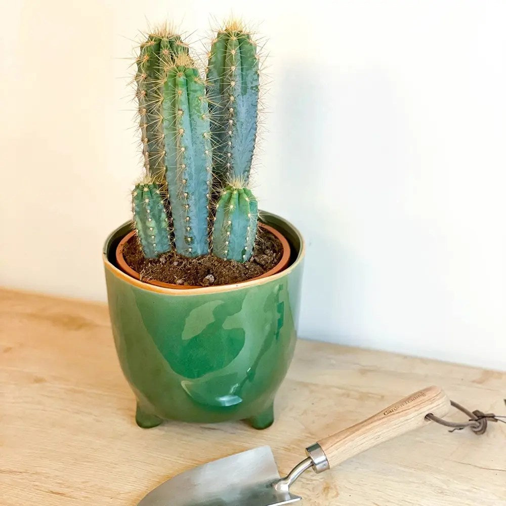 Cactus Pilosocereus Azureus Blue Torch, cactus albastru columnar, flori albe-galbenui, planta decorativa rara - 30 cm