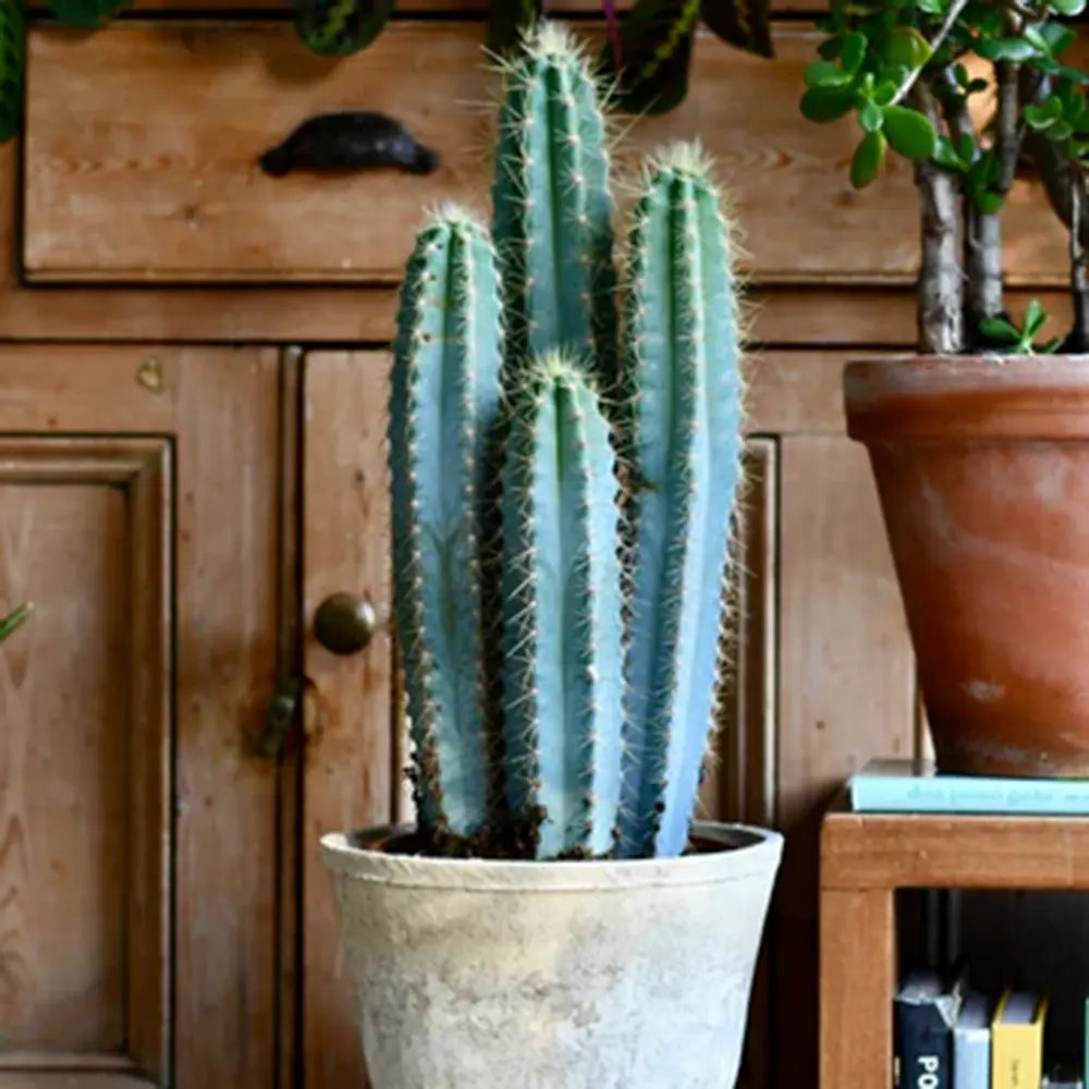 Cactus Pilosocereus Azureus Blue Torch, cactus albastru columnar, flori albe-galbenui, planta decorativa rara - 30 cm
