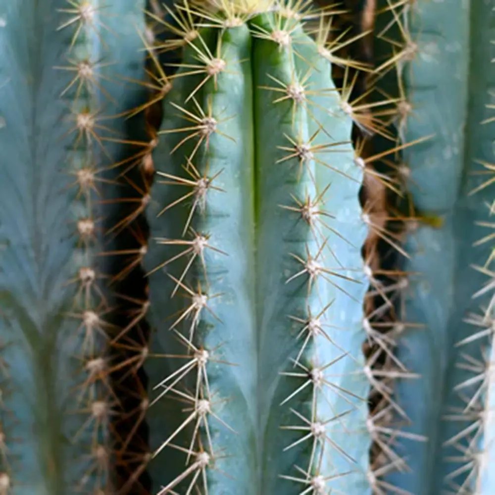 Cactus Pilosocereus Azureus Blue Torch, cactus albastru columnar, flori albe-galbenui, planta decorativa rara - 30 cm