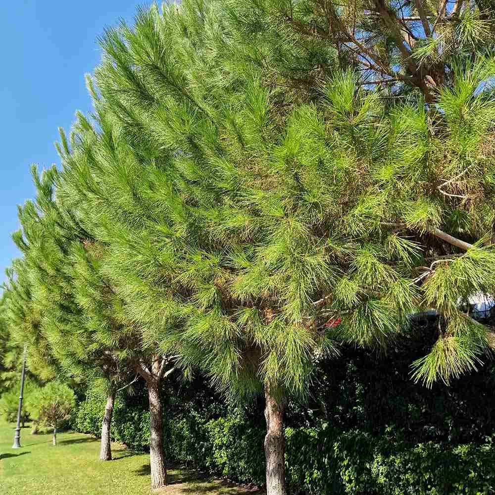 Pin Clasic Gresesc (Pinus Pinea), coroana in forma de umbrela