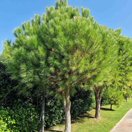 Pin Clasic Gresesc (Pinus Pinea) - VERDENA-Tulpina de 100 cm inaltime, livrat in ghiveci de 8 l