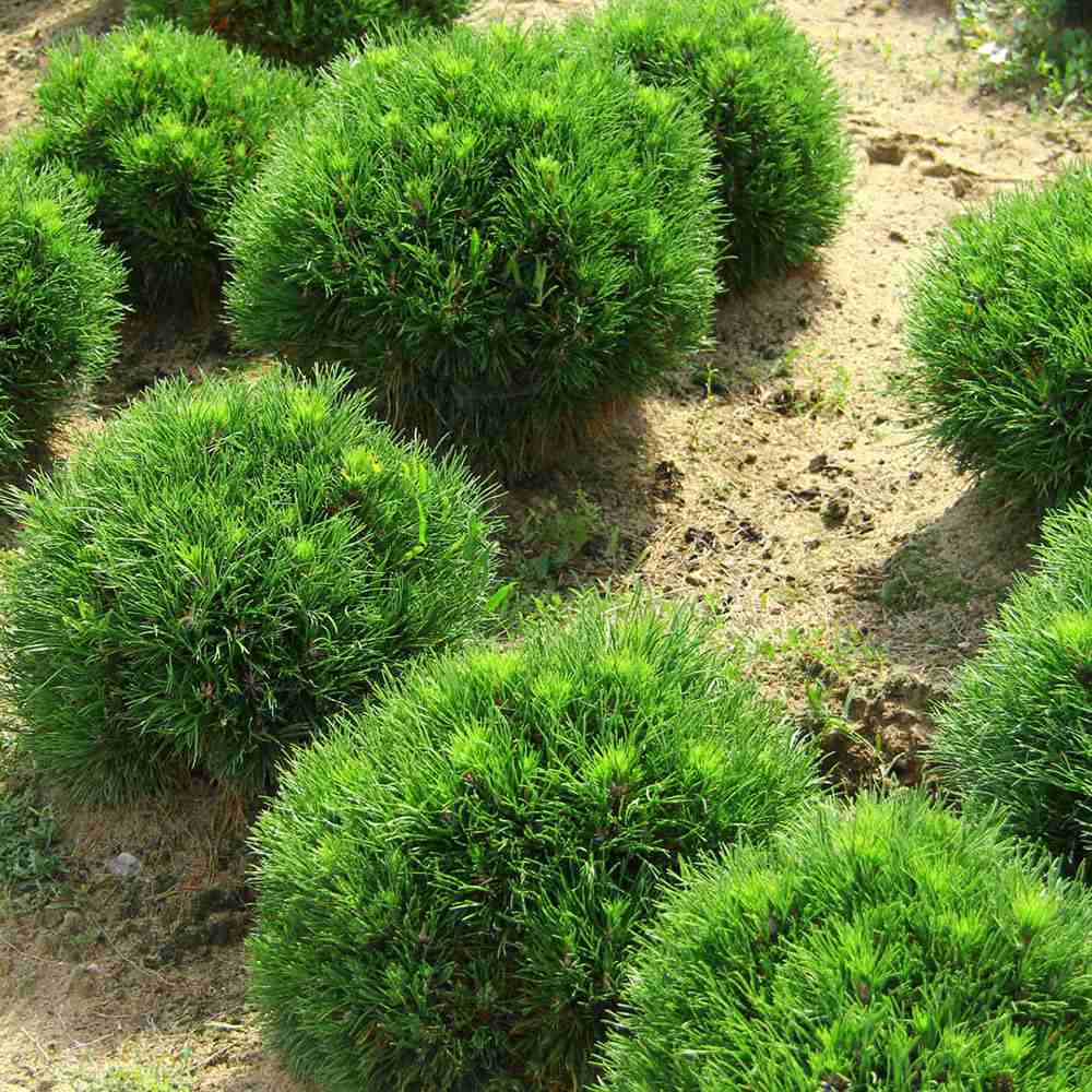 Pin de Munte Globular (Jneapan) Varella, cu ace verzi-inchis si forma sferica