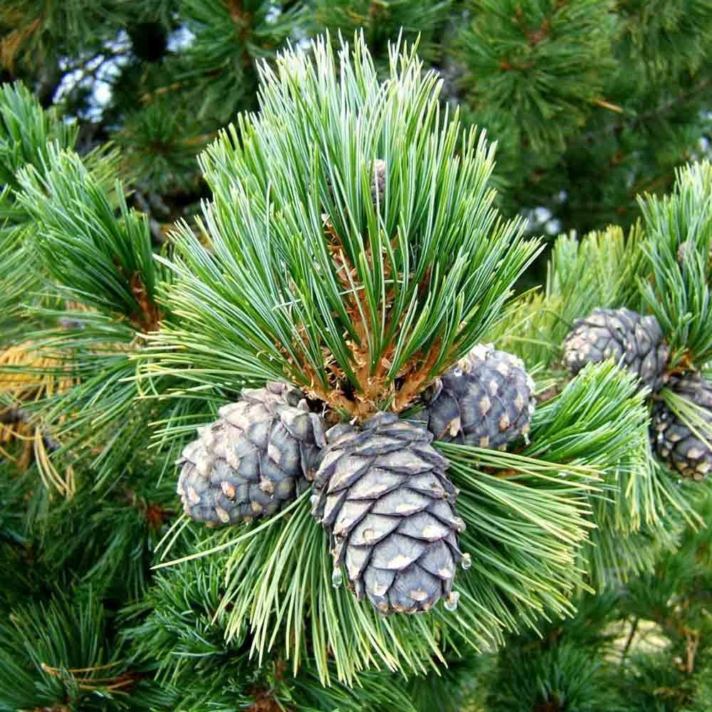 Pin Elvetian Albastru (Pinus Cembra Glauca), cu ace argintii si conuri purpurii