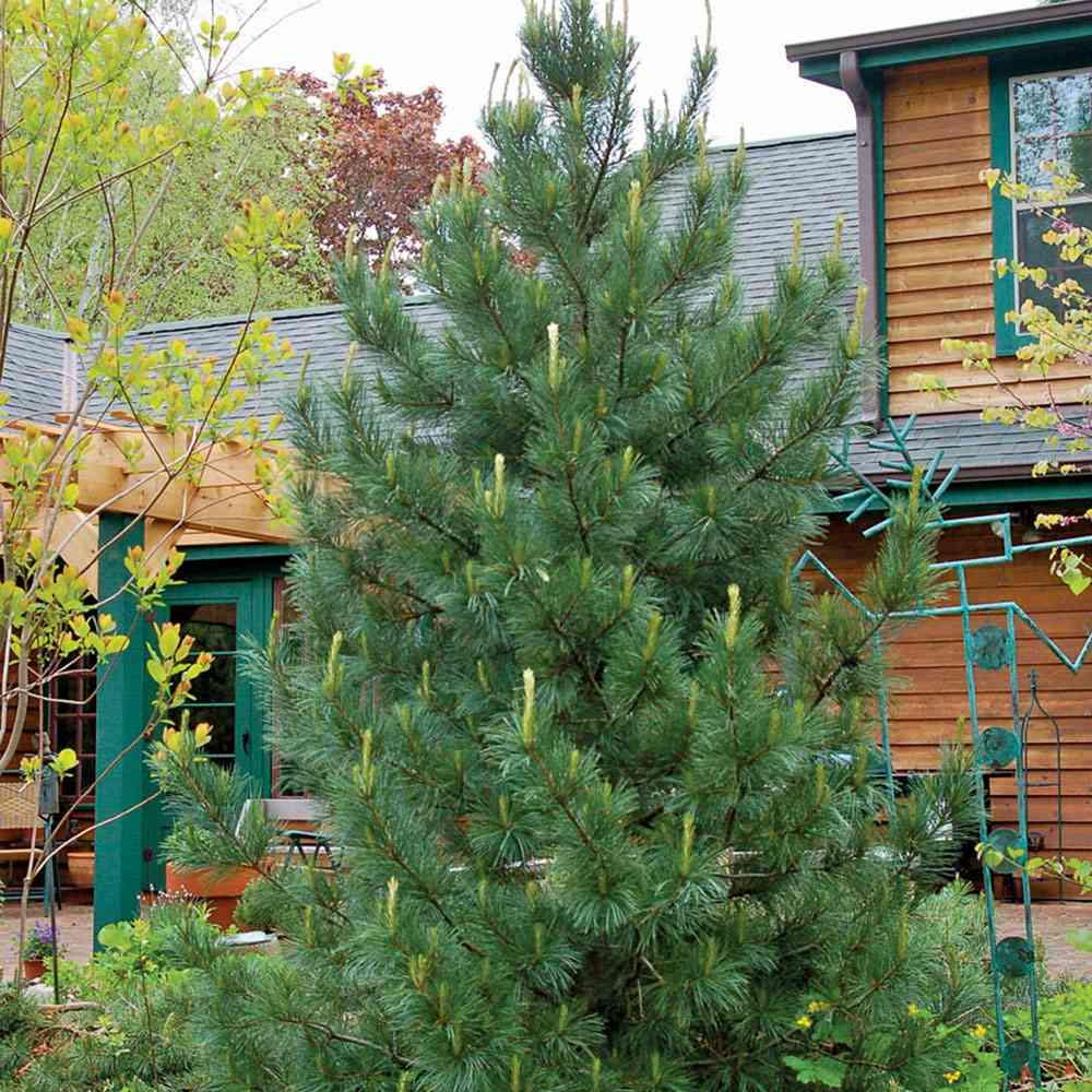 Pin Elvetian Albastru (Pinus Cembra Glauca), cu ace argintii si conuri purpurii