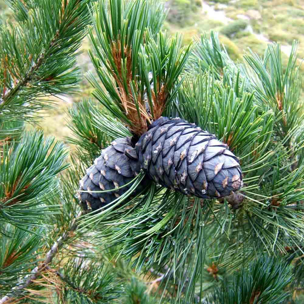 Pin Elvetian Albastru (Pinus Cembra Glauca), cu ace argintii si conuri purpurii