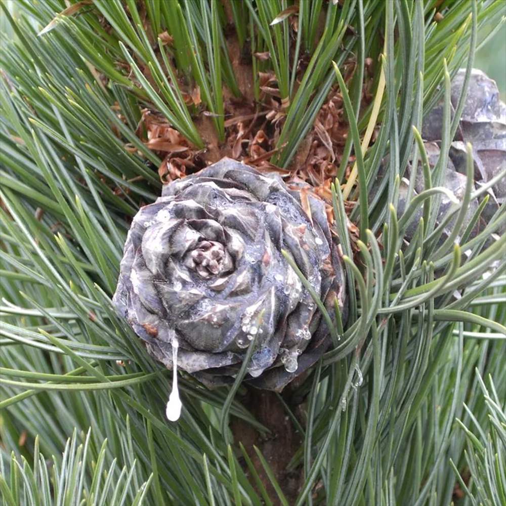 Pin Elvetian Albastru (Pinus Cembra Glauca), cu ace argintii si conuri purpurii