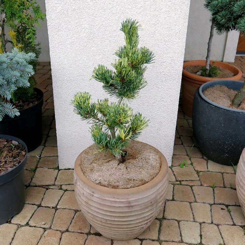 Pin Japonez auriu (Pinus Parvifolia) Fukai, cu ace aurii-verde