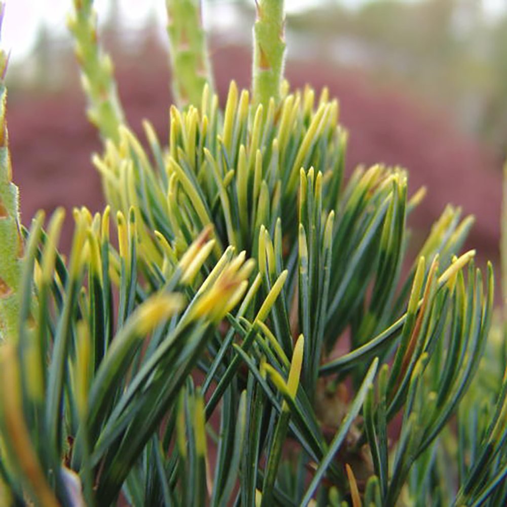 Pin Japonez auriu (Pinus Parvifolia) Fukai, cu ace aurii-verde