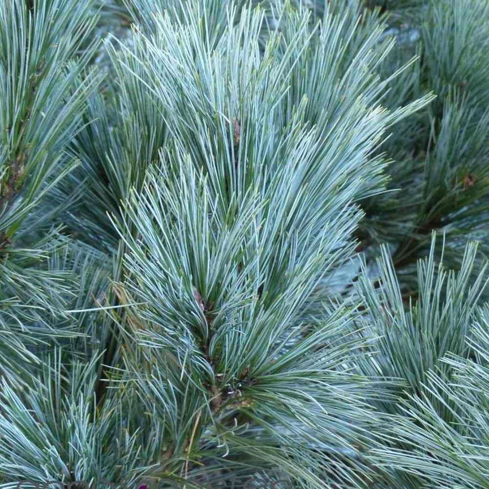 Pin Vanderwolf's Pyramid, cu ace verzi-albastrui