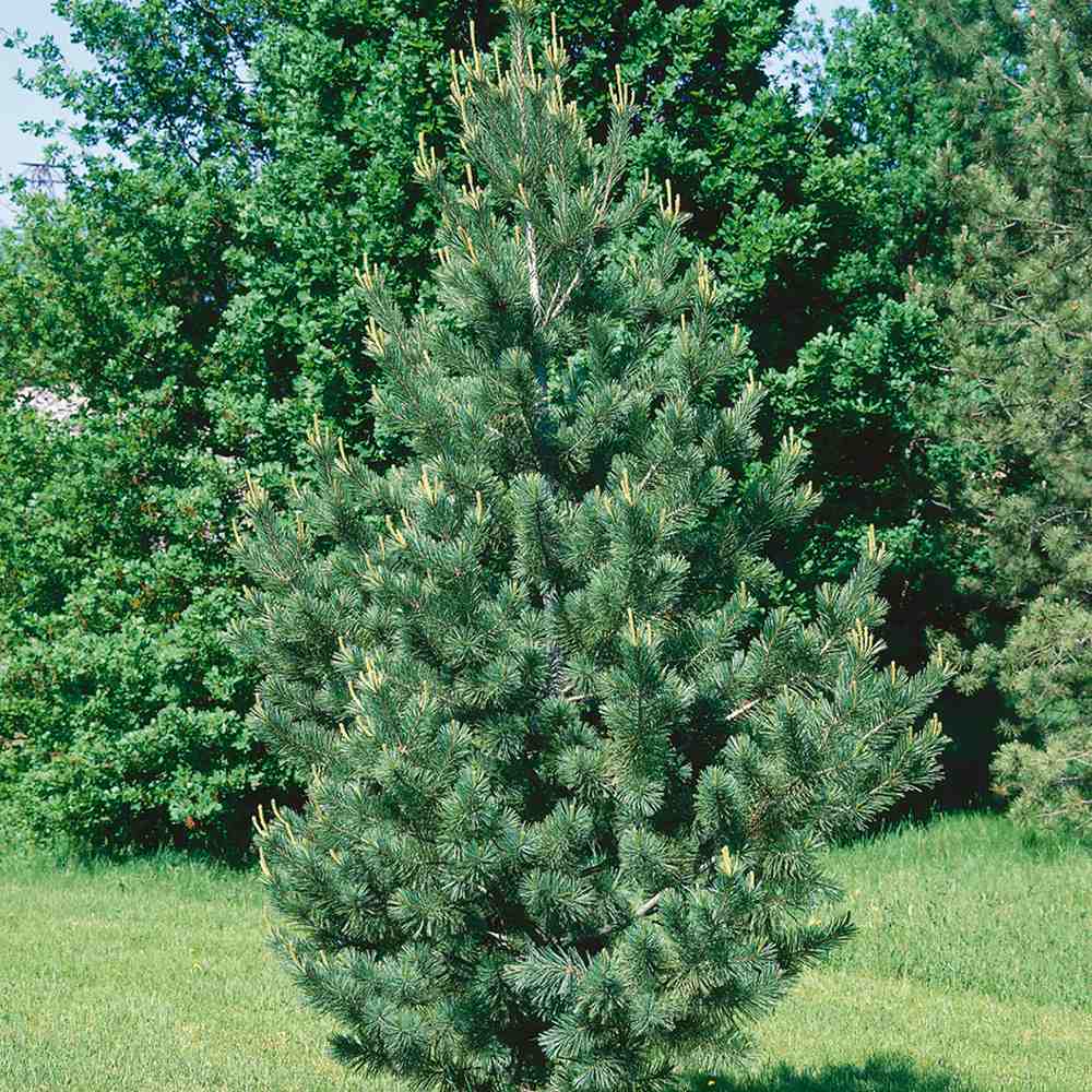 Pin Vanderwolf's Pyramid, cu ace verzi-albastrui