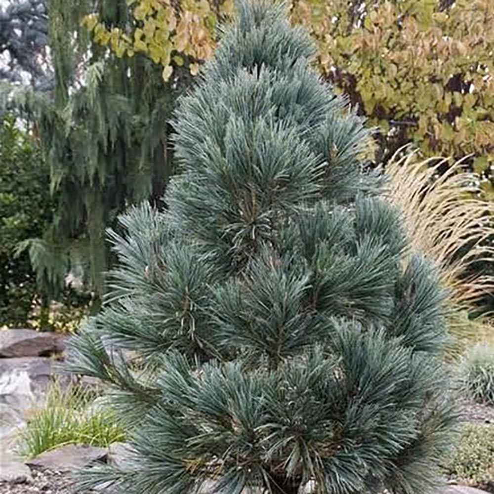 Pin Vanderwolf's Pyramid, cu ace verzi-albastrui