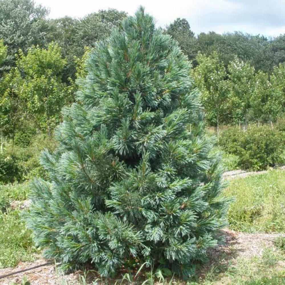 Pin Vanderwolf's Pyramid, cu ace verzi-albastrui