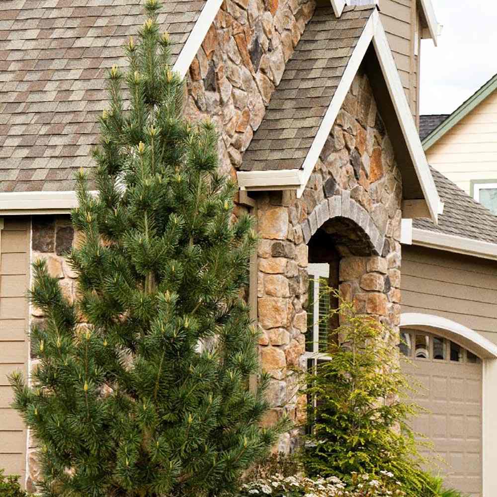 Pin Vanderwolf's Pyramid, cu ace verzi-albastrui