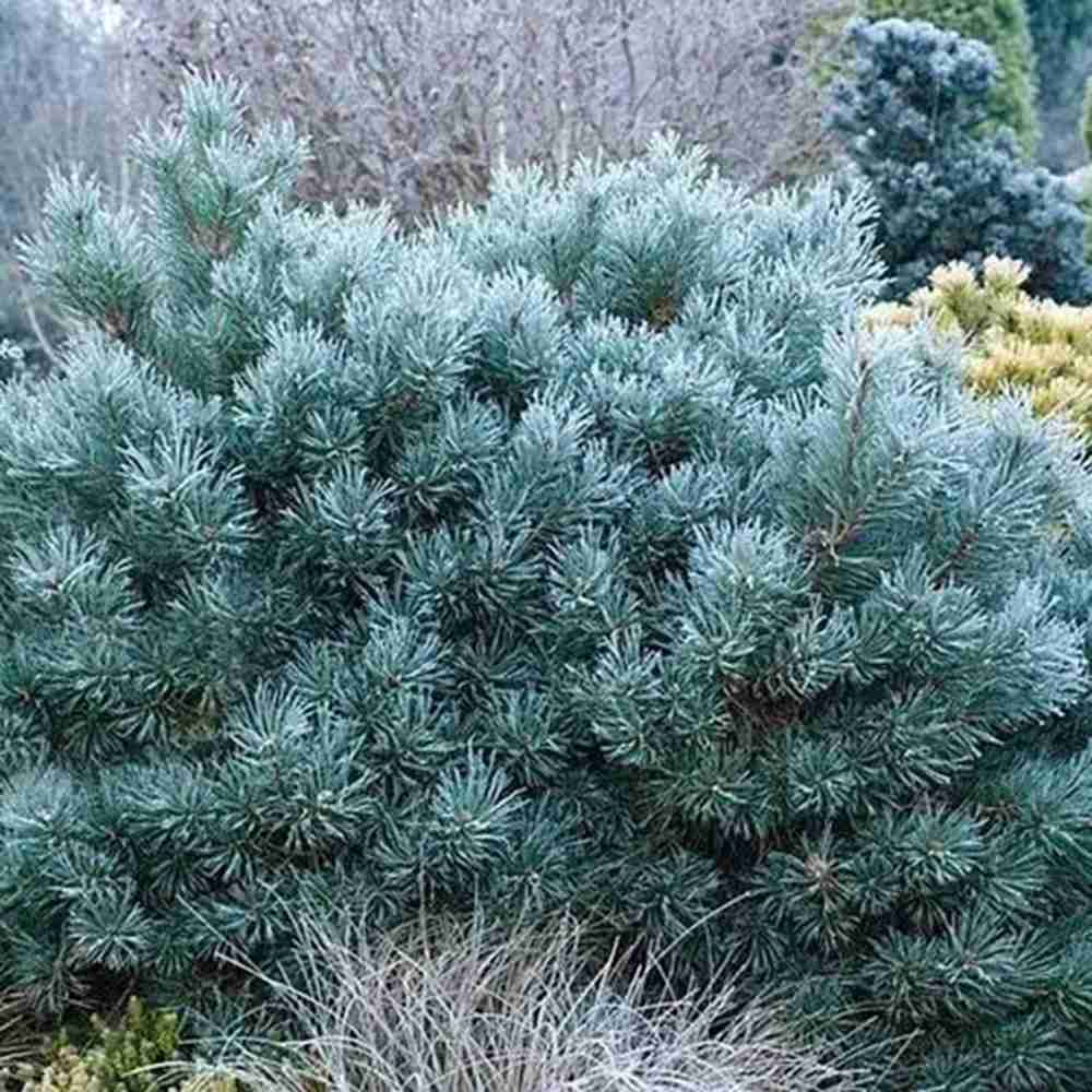 Pin Scotian Chantry Blue (Pinus Sylvestris), pin albastru compact, crestere lenta , rezistent frig, ornamental