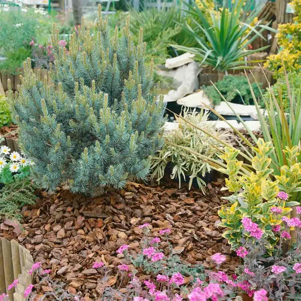 Pin Scotian Chantry Blue (Pinus Sylvestris), pin albastru compact, crestere lenta , rezistent frig, ornamental