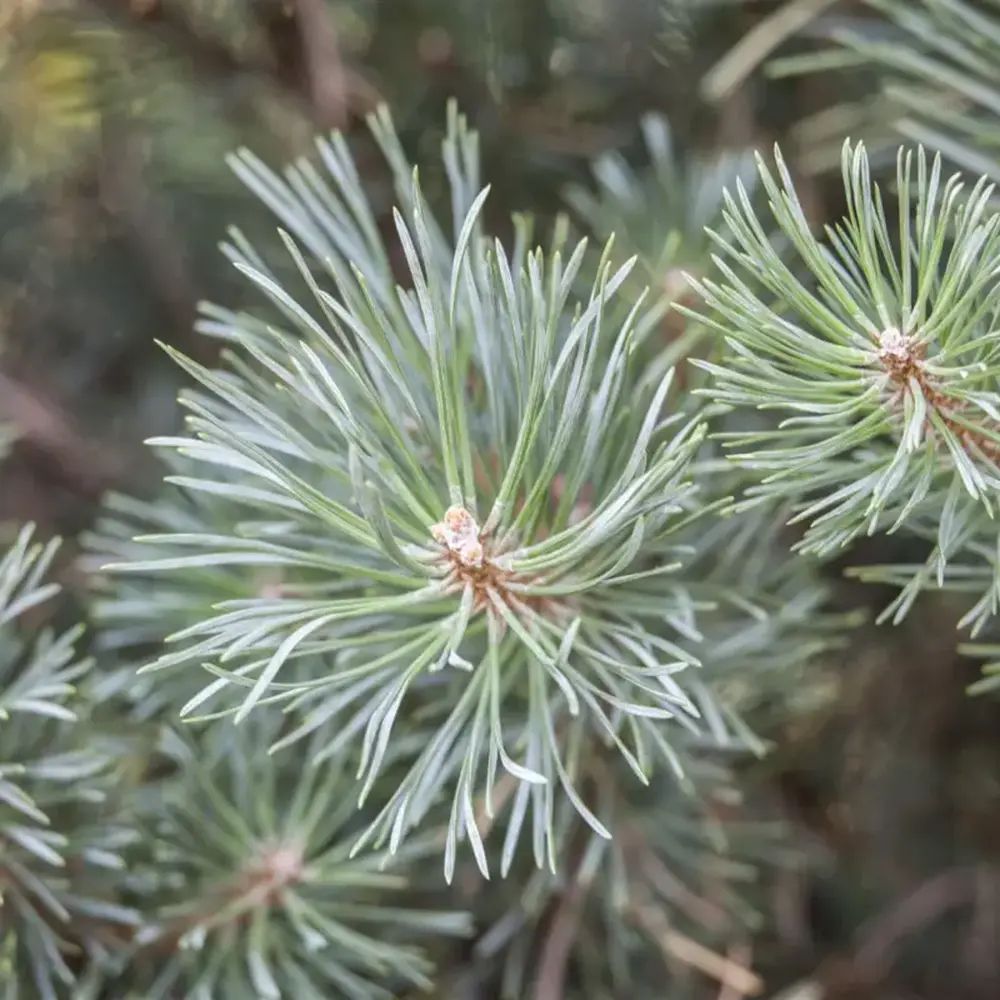 Pin Scotian Chantry Blue (Pinus Sylvestris), pin albastru compact, crestere lenta , rezistent frig, ornamental