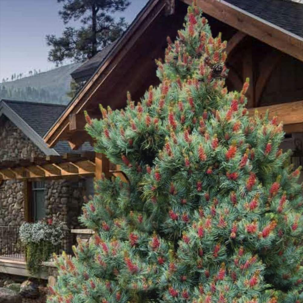 Pin Alb Pitic Japonez (Pinus Parvifolia) Bergman, conuri mici rosii, ace albastre-verzi, cu ace rasucite albastru-verzui